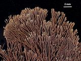 3 - Dettaglio delle porzioni apicali
